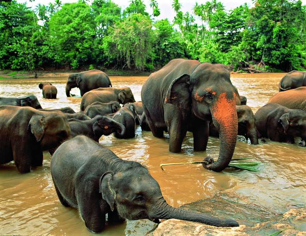 staw sloni Sri Lanka